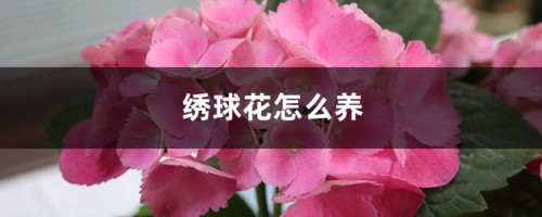 绣球花怎么养