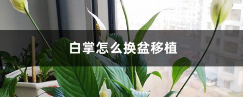 白掌怎么换盆移植