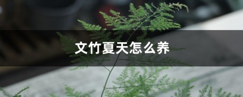 文竹夏天怎么养