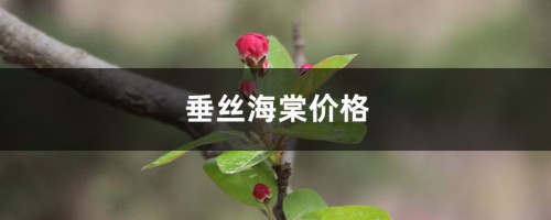 垂丝海棠价格，垂丝海棠图片