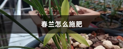 春兰怎么施肥