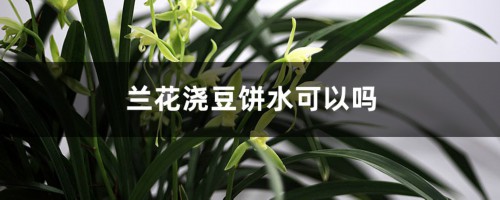 兰花可以施饼肥吗，饼肥水可以浇兰花吗