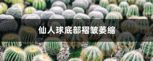 仙人球底部褶皱萎缩