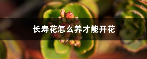 长寿花怎么养才能开花，不开花是什么原因呢