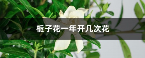 栀子花一年开几次花，栀子花几月开花