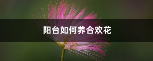 阳台如何养合欢花，需要注意什么