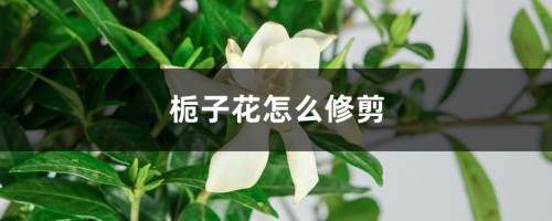 栀子花怎么修剪，栀子花修剪方法