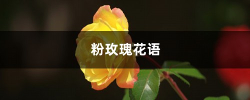 粉玫瑰花语