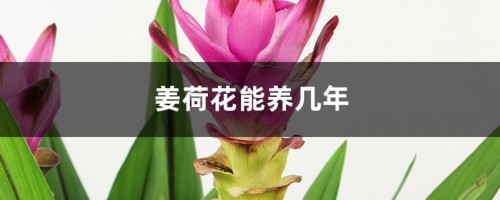 姜荷花能养几年