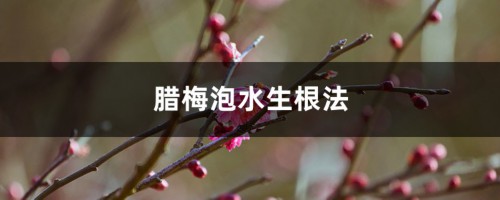 腊梅泡水生根法