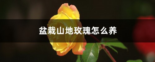 种“玫瑰”不一样，花瓣长得绿油油，平生第一次见！