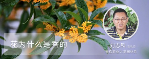 花为什么是香的