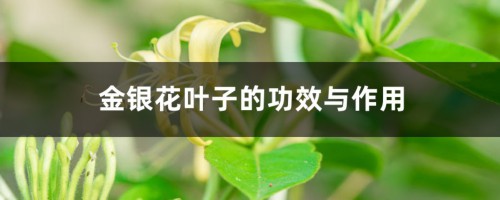 金银花叶子的功效与作用，叶子可以泡水喝吗