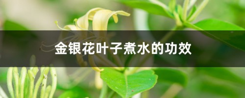 金银花叶子可以煮水吗，叶子煮水的功效