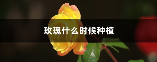 玫瑰什么时候种植