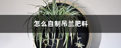 吊兰最爱这种“肥”，喂上几粒，黄叶干尖都没有，嫩芽突突冒！