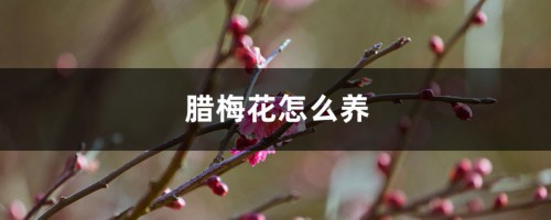 腊梅花怎么养