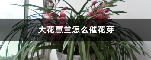 大花蕙兰怎么催花芽，花芽生长速度