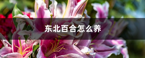 东北百合怎么养