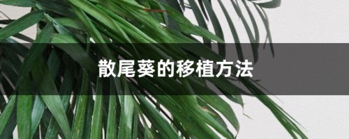 散尾葵的移植方法