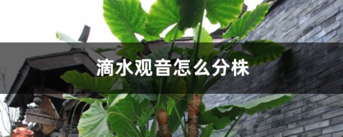 滴水观音怎么分株，怎么移栽