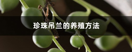 珍珠吊兰的养殖方法