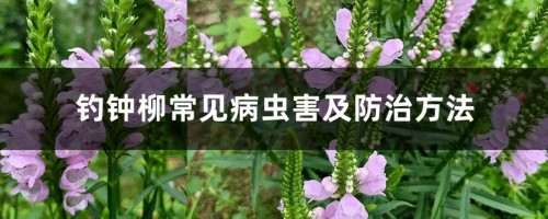 钓钟柳常见病虫害及防治方法