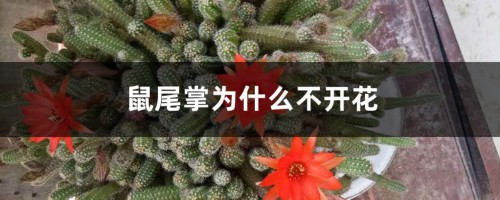 鼠尾掌为什么不开花