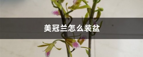 美冠兰怎么装盆