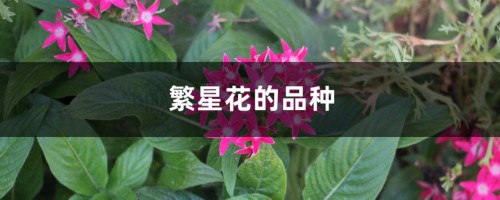 繁星花的品种