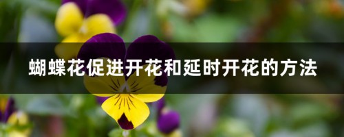 蝴蝶花促进开花和延时开花的方法