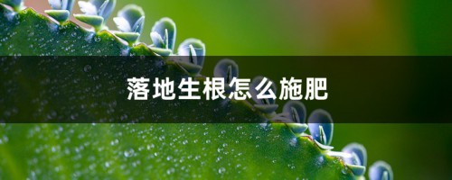 落地生根怎么施肥