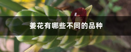 姜花有哪些不同的品种