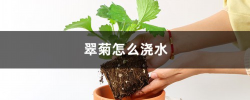 翠菊怎么浇水