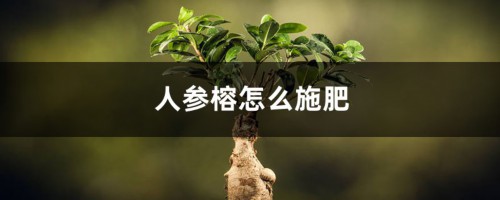 人参榕怎么施肥