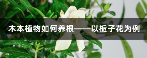 木本植物如何养根——以栀子花为例