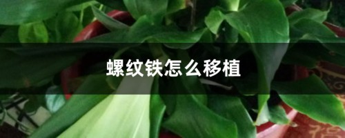 螺纹铁怎么移植