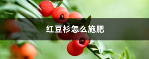 红豆杉怎么施肥