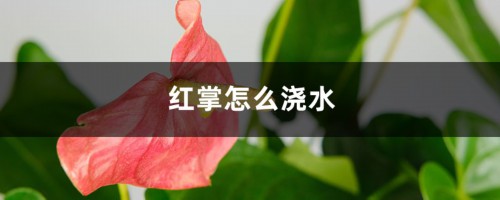 红掌怎么浇水