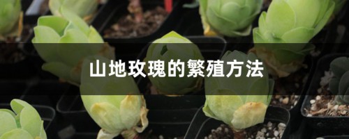 山地玫瑰的繁殖方法